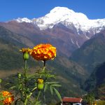 nepal blomster
