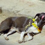 Tihar festival Nepal