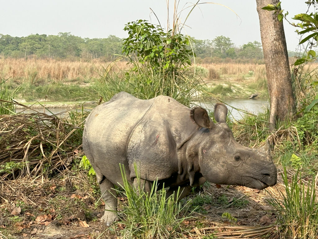Næsehorn i Chitwan National Park