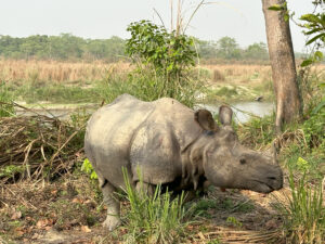 Næsehorn i Chitwan National Park
