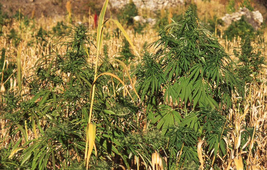 Cannabis dyrkning Nepal