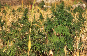 Cannabis dyrkning Nepal