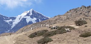 Nepal ferie