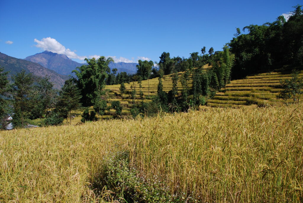 COVID-19 Nepal
