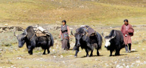 Dolpo