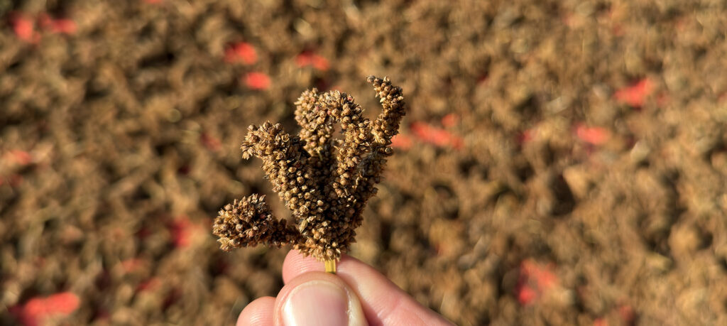 Hirsen er mere hårdfør, tåler tørke og magre jorde og har i generationer været grundlag for større fødevaresikkerhed i Nepals landområder.