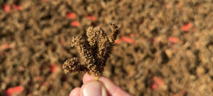 Hirsen er mere hårdfør, tåler tørke og magre jorde og har i generationer været grundlag for større fødevaresikkerhed i Nepals landområder.