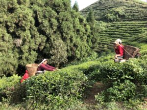 Nepal er blevet en vigtig teproducent, hvor te dyrkes i bjergområder med køligt klima og høj luftfugtighed. Landet producerer især to typer te: den traditionelle CTC-te til massemarkedet (tebreve osv) og den mere eksklusive ortokse-te, som minder om den kendte Darjeeling-te fra Indien.