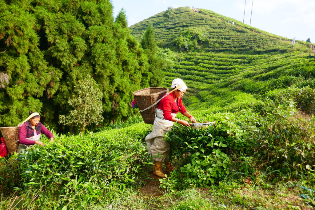 Teplantage i Nepal
