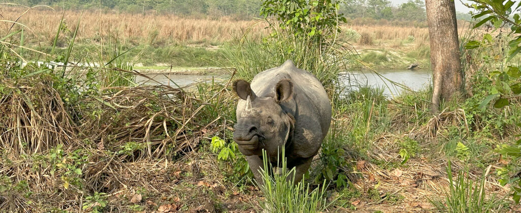 Næsehorn-Chitwan-LarsGundersen-Visitnepal