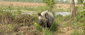 Næsehorn-Chitwan-LarsGundersen-Visitnepal
