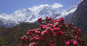 Rhododendron Nepal