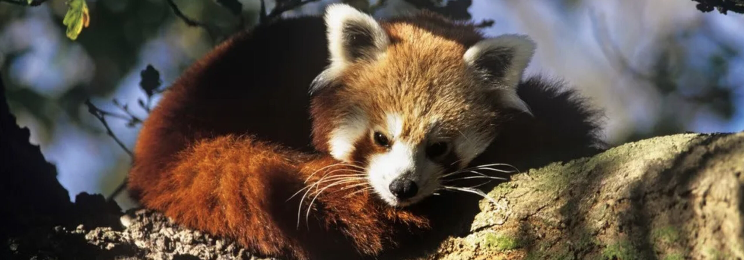 Rød panda i Nepal - Visitnepal