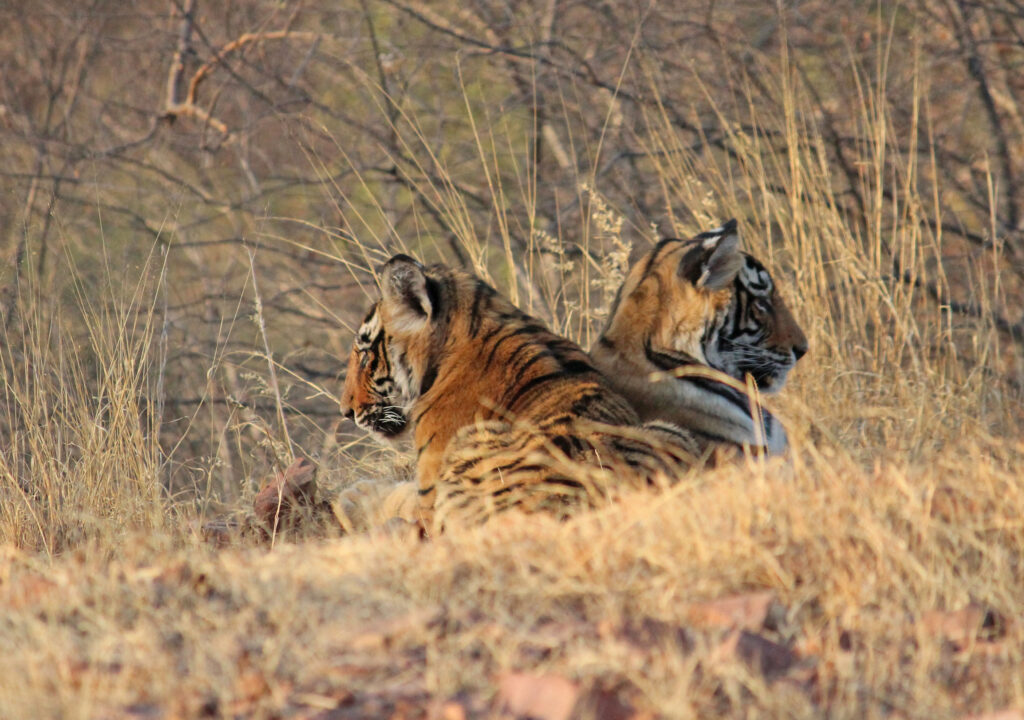 Tigerunger i Ranthambhore