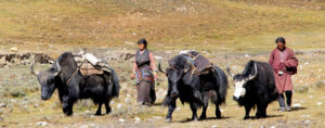 Yakokse Nepal