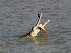 Gavial krokodille