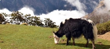 Mardi Himal - trekking Nepal