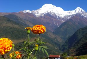 nepal blomster
