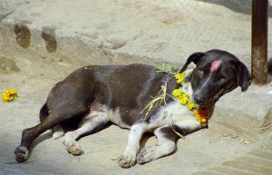 Tihar festival Nepal