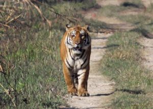 tiger
